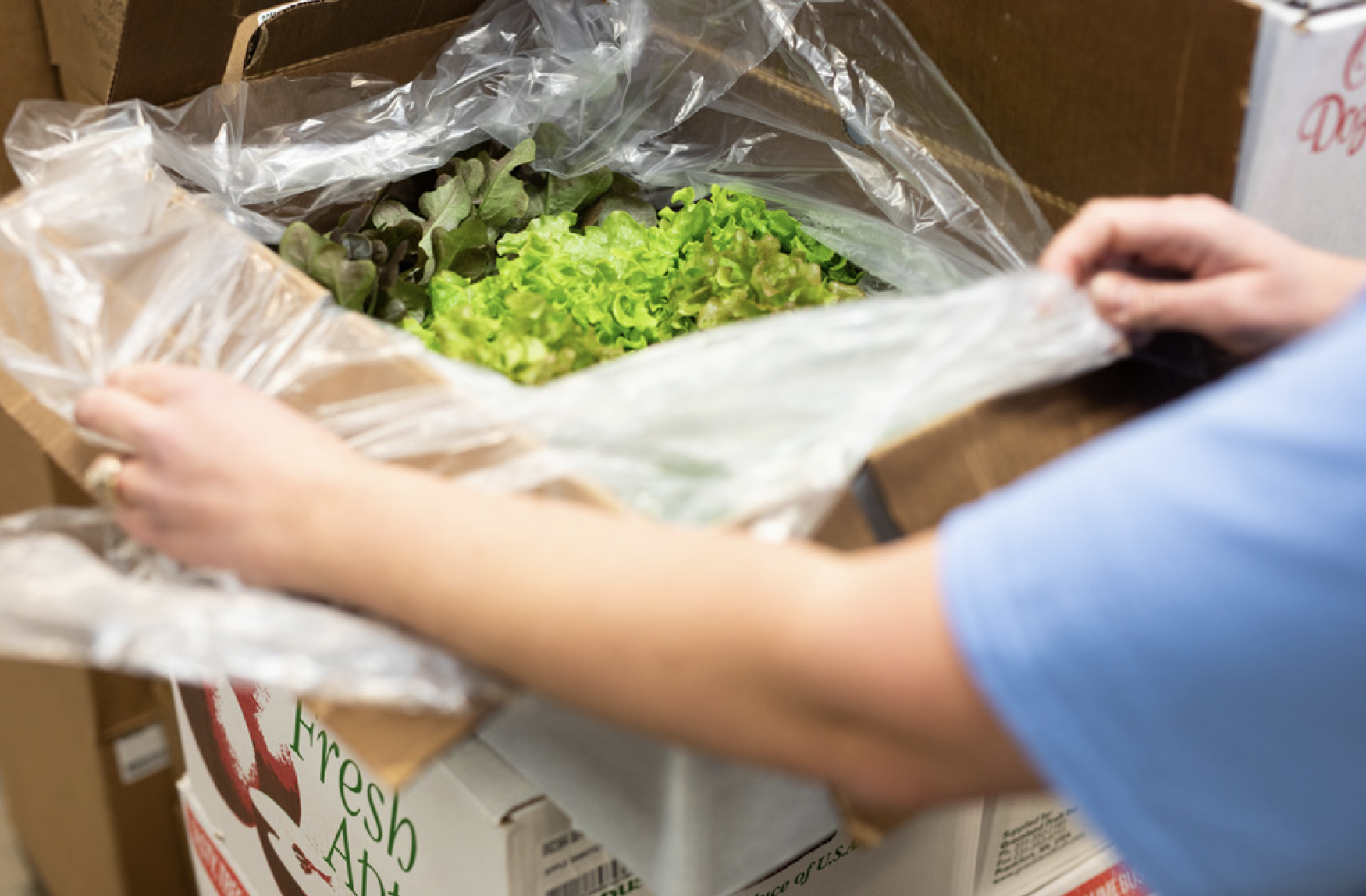 A school chef unpacks a box of farm fresh lettuce.